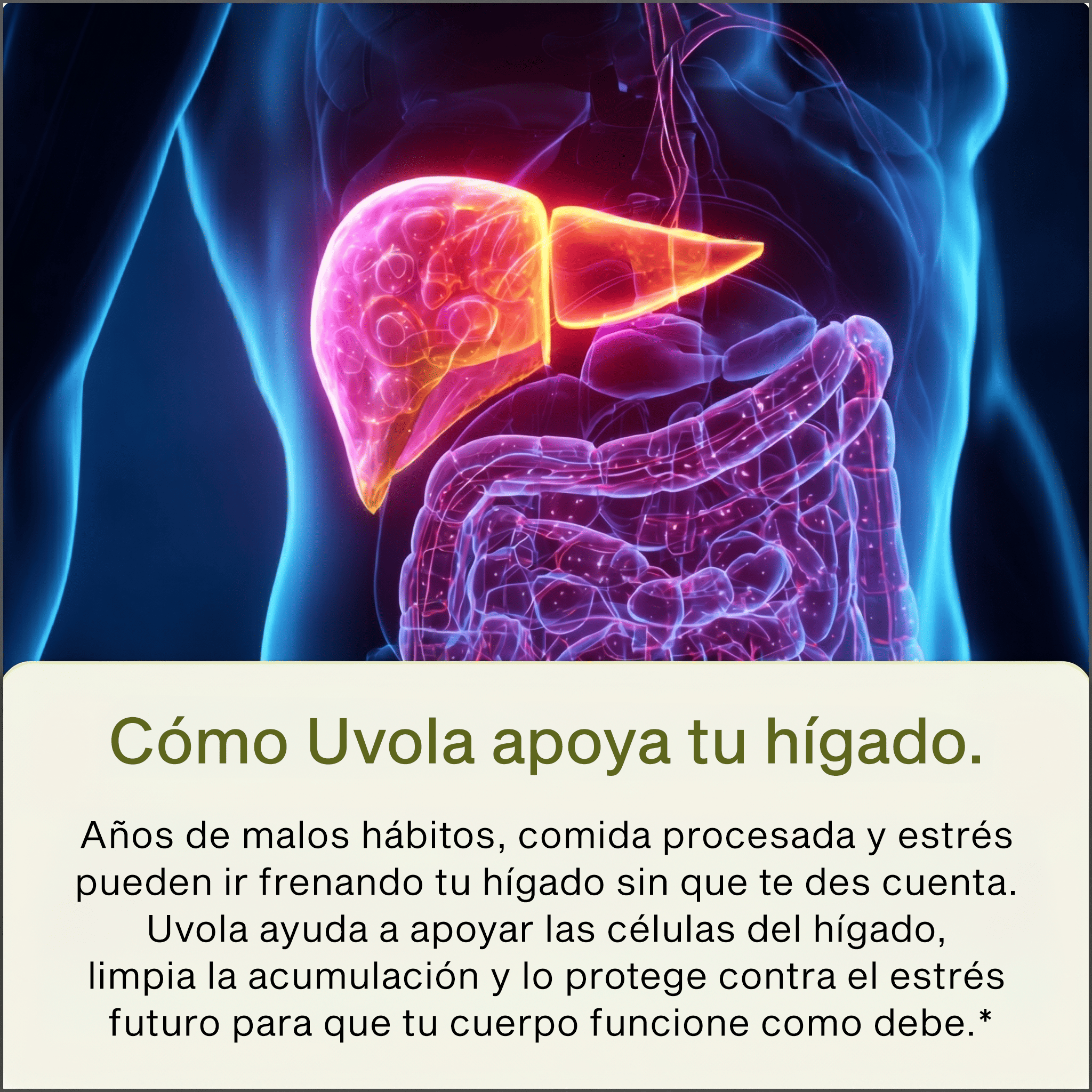 Uvola - Apoyo Hepático con Cardo Mariano